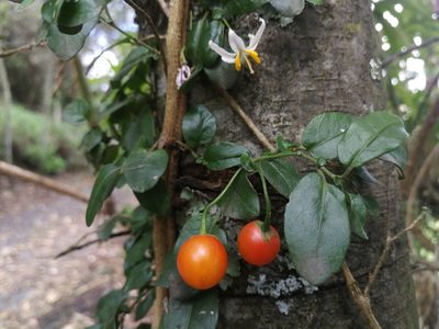 Solanum brevifolium, photographed by sandy-espinozaf