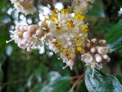 Miconia crocea, photographed by sandy-espinozaf