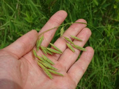 Bromus kalmii, photographed by Reuven Martin