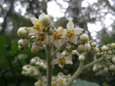 Solanum oblongifolium, photographed by sandy-espinozaf