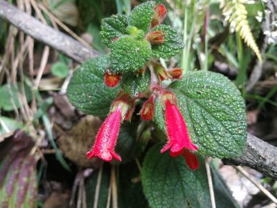 Heppiella ulmifolia, photographed by sandy-espinozaf