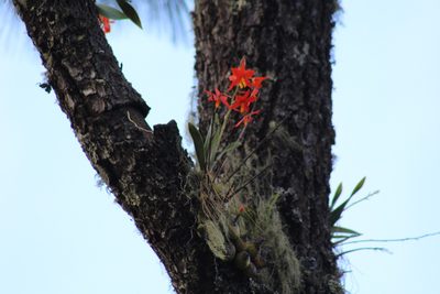 Prosthechea vitellina, photographed by Adrianh M. Orozco