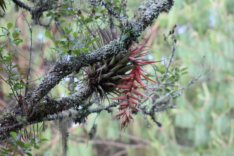 Tillandsia violacea, photographed by Adrianh M. Orozco