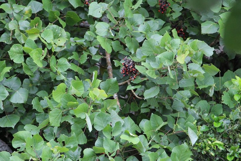 Erythrina berteroana, photographed by Jake Rehage