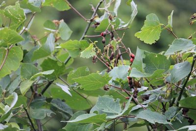 Erythrina berteroana, photographed by Jake Rehage