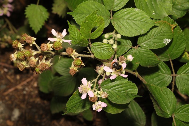 Rubus wirralensis, photographed by Stephen James McWilliam
