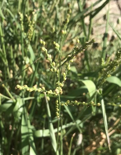 Urochloa fusca, photographed by Tyler Cannon
