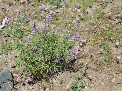 Lupinus arbustus, photographed by Steve Woodward