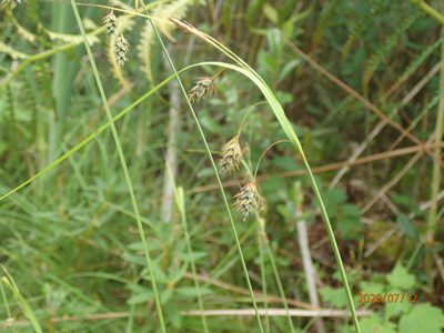 Carex magellanica, photographed by John Baur
