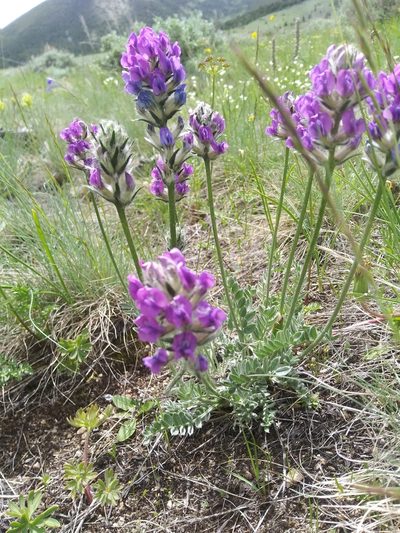 Oxytropis lagopus, photographed by Laura Holloway