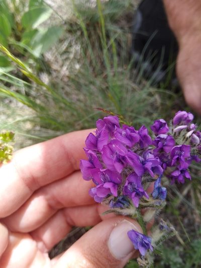 Oxytropis lagopus, photographed by Laura Holloway