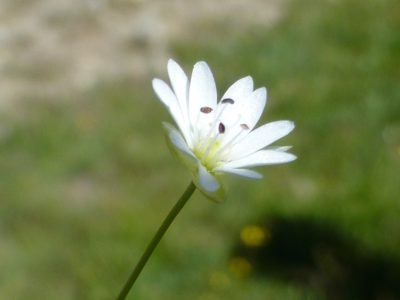 Stellaria longipes, photographed by Steve Woodward
