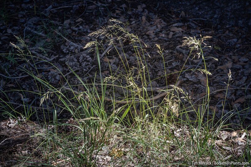 Poa wheeleri, photographed by Tim Messick