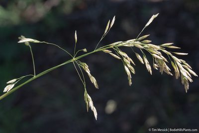 Poa wheeleri, photographed by Tim Messick