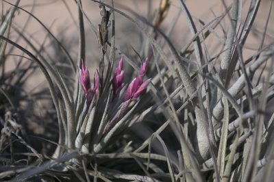 Tillandsia marconae, photographed by Jorge Herreros de Lartundo