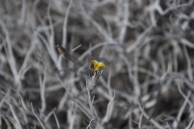 Tillandsia landbeckii, photographed by Jorge Herreros de Lartundo