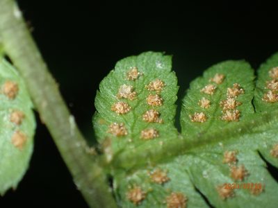 Dryopteris clintoniana, photographed by John Baur