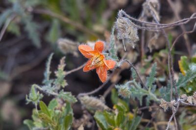 Caiophora cirsiifolia, photographed by Jorge Herreros de Lartundo