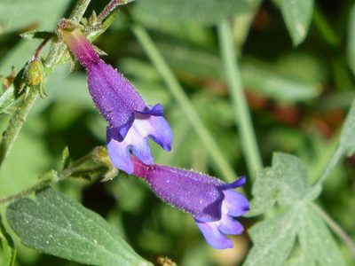 Penstemon roezlii, photographed by Steve Woodward