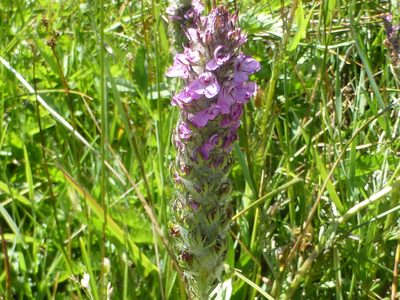 Pedicularis attollens, photographed by Steve Woodward