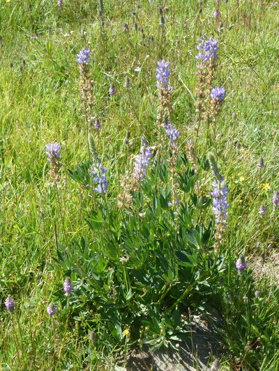 Lupinus burkei, photographed by Steve Woodward