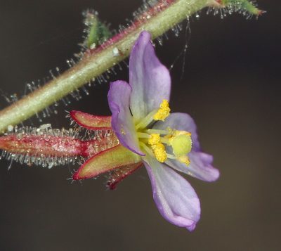 Chylismia heterochroma, photographed by Steve Matson