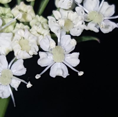 Cnidium silaifolium, photographed by Alex Abair