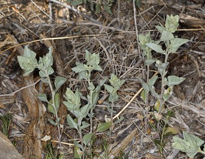 Atriplex truncata, photographed by Steve Matson