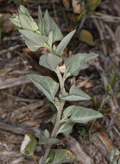 Atriplex truncata, photographed by Steve Matson