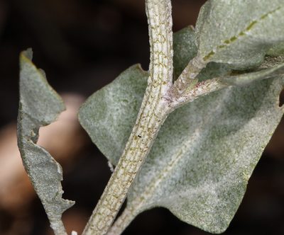 Atriplex truncata, photographed by Steve Matson