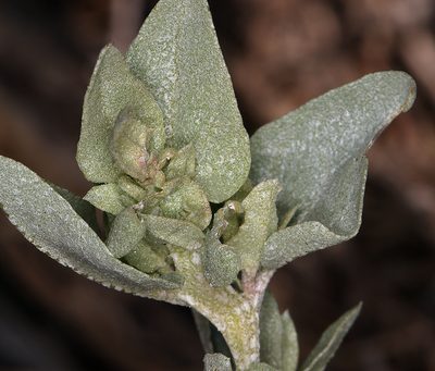 Atriplex truncata, photographed by Steve Matson