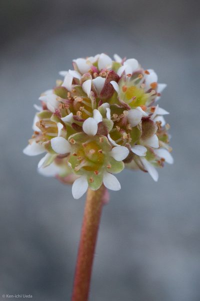 Micranthes aprica, photographed by Ken-ichi Ueda
