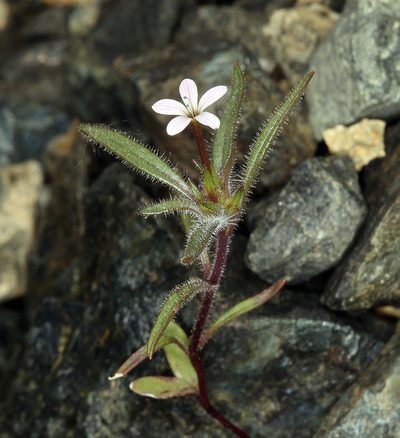 Collomia tracyi, photographed by Steve Matson