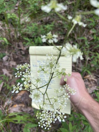 Melanthium hybridum, photographed by Sean Bloom
