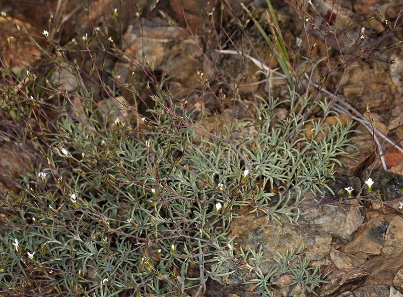 Sabulina rosei, photographed by Steve Matson
