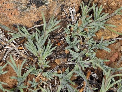 Sabulina rosei, photographed by Steve Matson