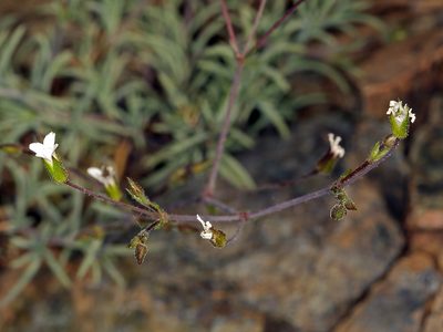Sabulina rosei, photographed by Steve Matson