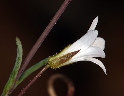 Sabulina rosei, photographed by Steve Matson