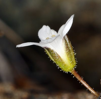 Sabulina rosei, photographed by Steve Matson