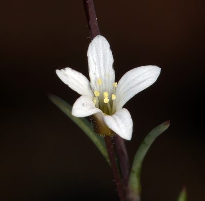 Sabulina rosei, photographed by Steve Matson