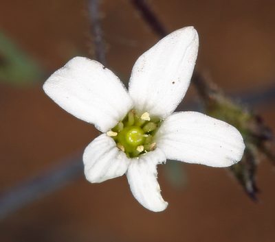 Sabulina rosei, photographed by Steve Matson