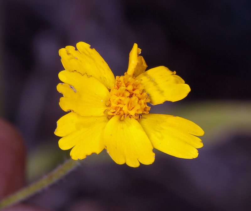 Harmonia doris-nilesiae, photographed by Steve Matson