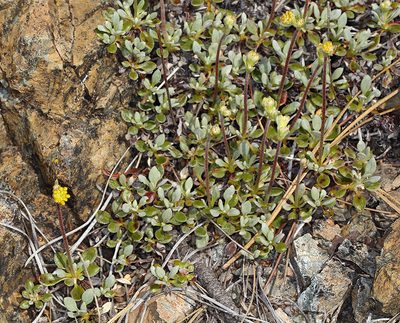 Eriogonum libertini, photographed by Steve Matson