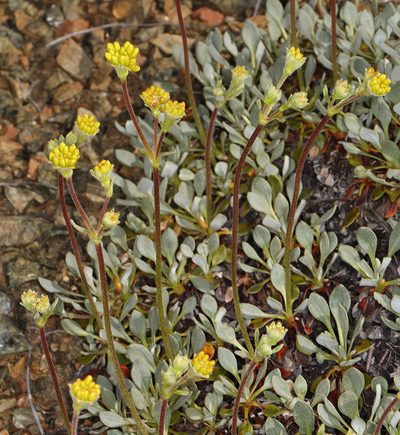 Eriogonum libertini, photographed by Steve Matson