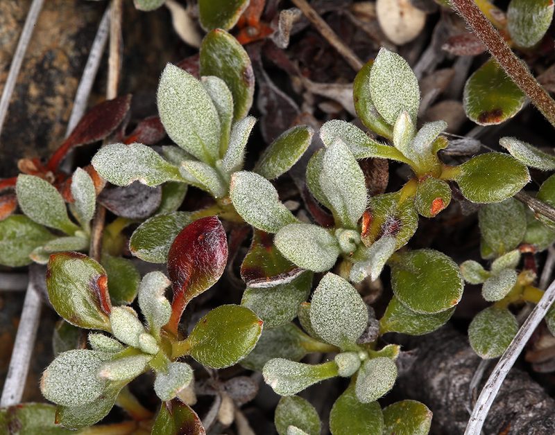 Eriogonum libertini, photographed by Steve Matson