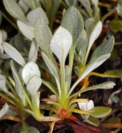 Eriogonum libertini, photographed by Steve Matson