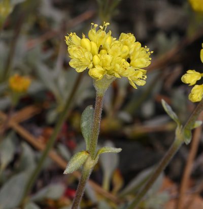 Eriogonum libertini, photographed by Steve Matson