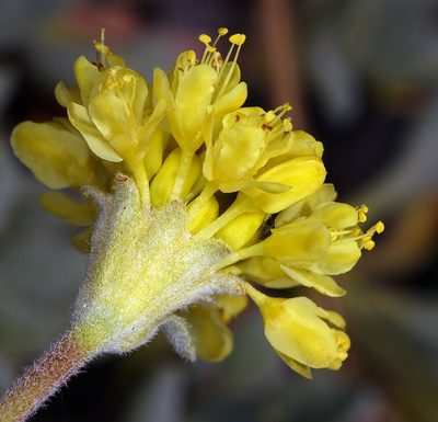 Eriogonum libertini, photographed by Steve Matson