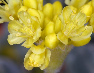 Eriogonum libertini, photographed by Steve Matson