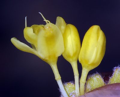 Eriogonum libertini, photographed by Steve Matson